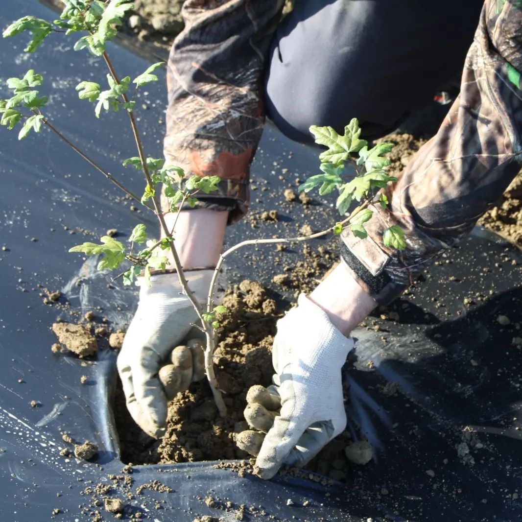 Foto di una persona intenta a piantare un piccolo alberello.
